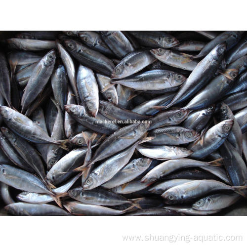 Frozen Fish Horse Mackerel Worldwide Price